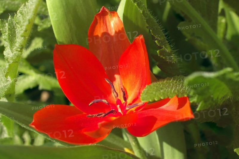 Garden Tulip Bluete