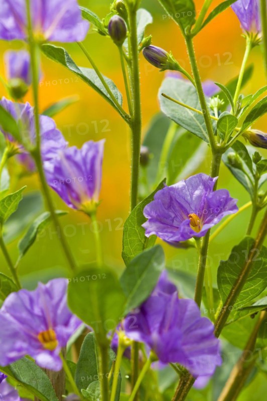 Blue potato bush