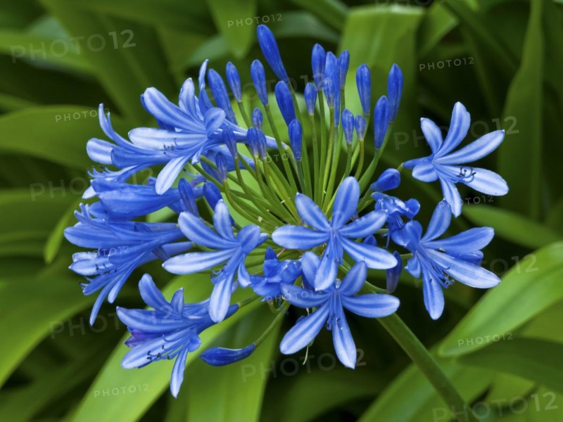Evergreen lilies of the nile