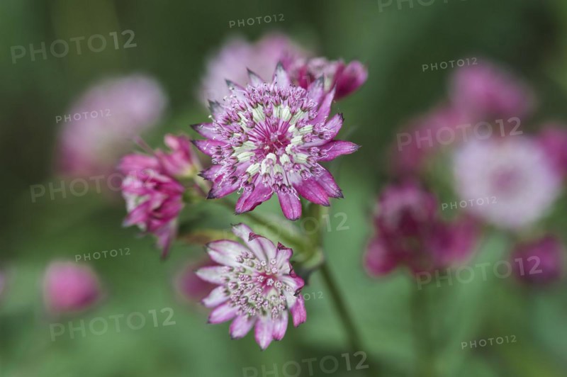 Astrantia