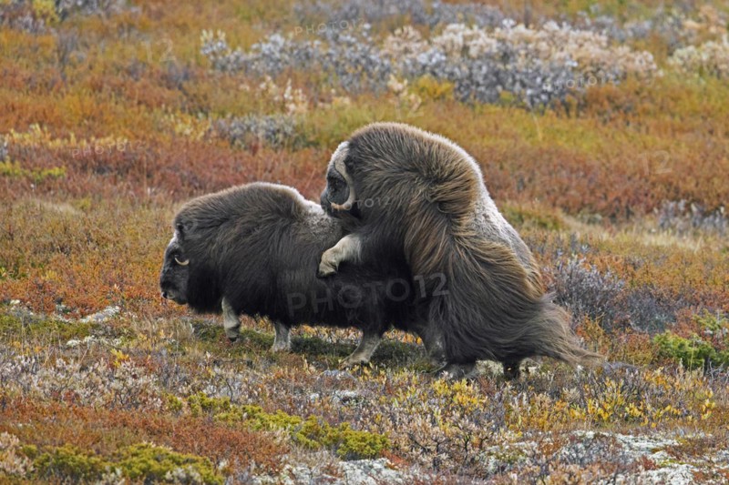 Muskox