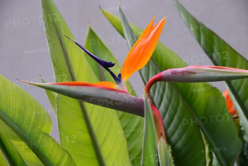 Strelitzias