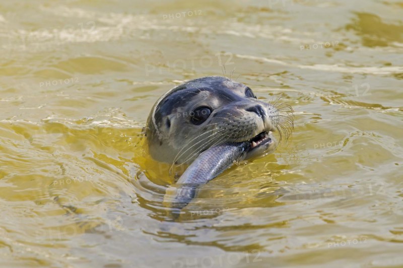 Close-up of common seal