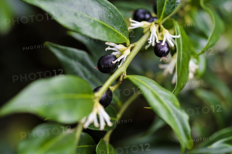 Sarcococca confusa