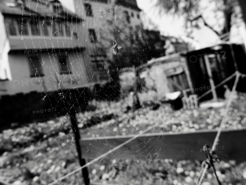 Spider web