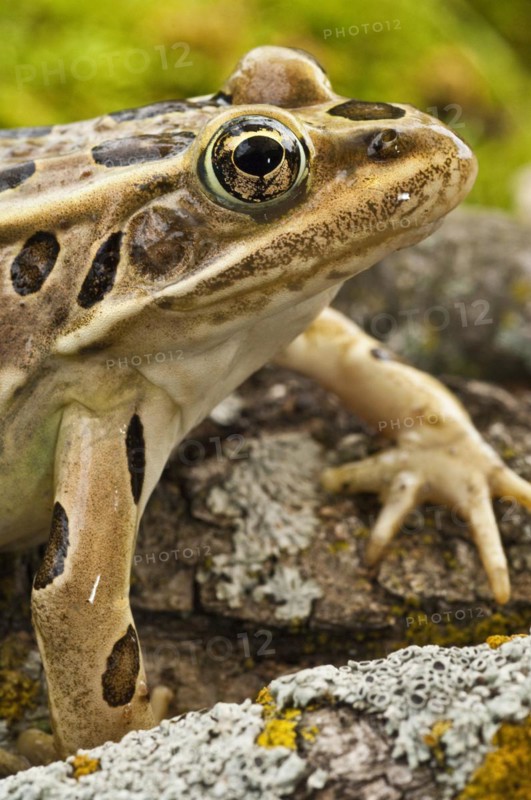 The northern leopard frog