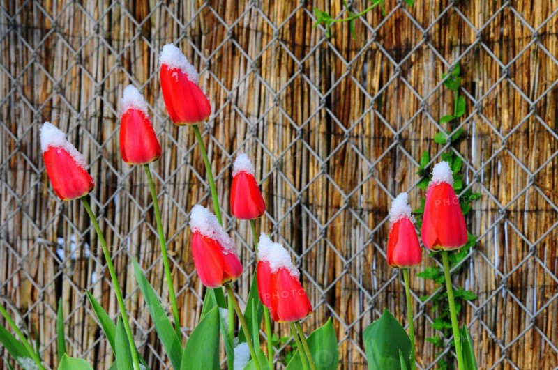 Tulips