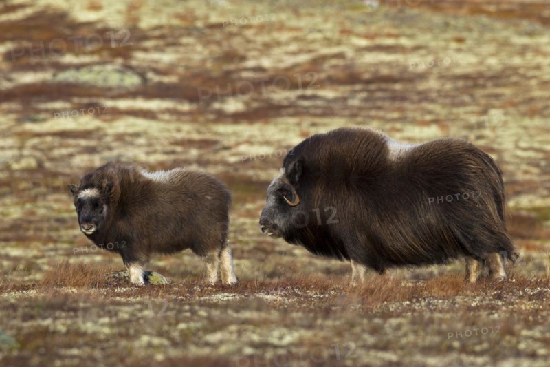 Muskox