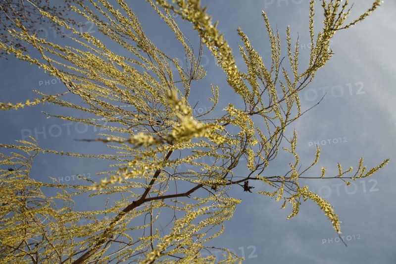 Weeping willow