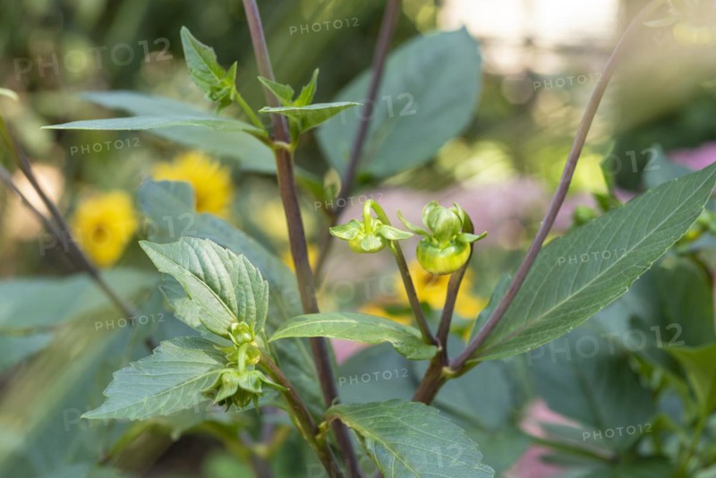 Main and secondary flower buds on a dahlia plant