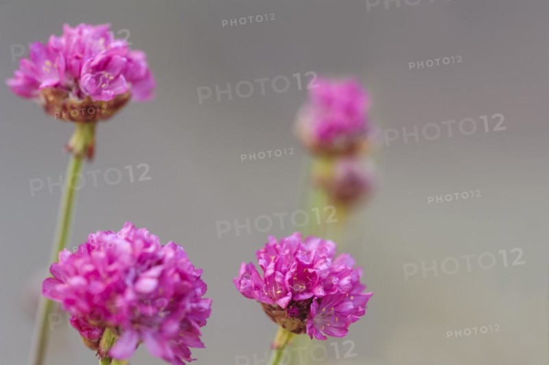 (Armeria maritima), nifty thrifty