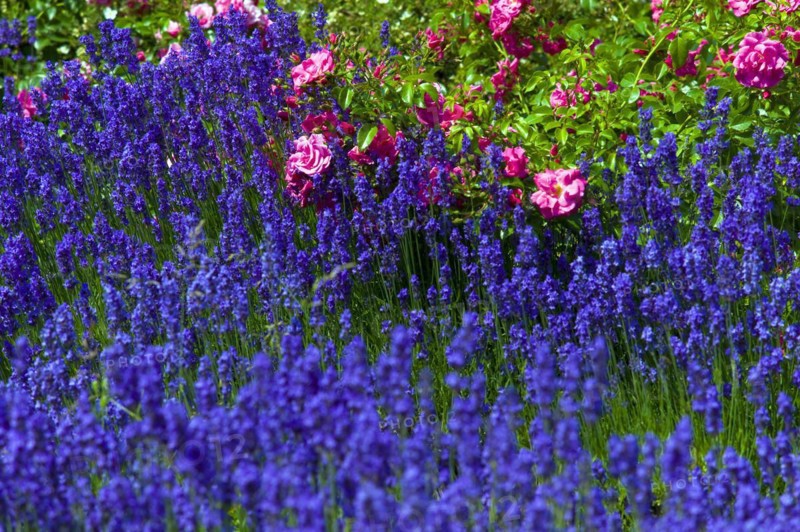 Real lavender in a garden in front of a rose bed