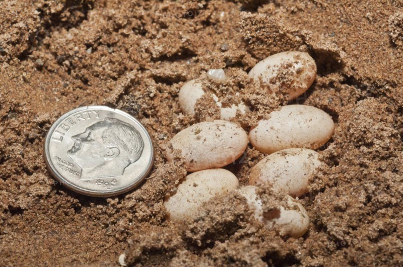 Prairie skink eggs