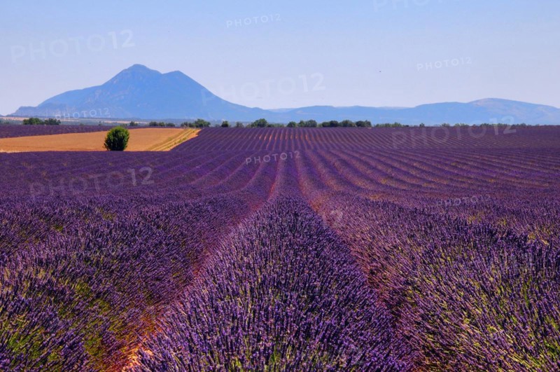 Common lavender