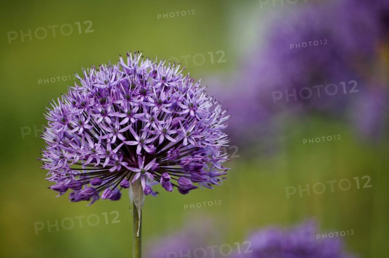 Allium or ornamental leek