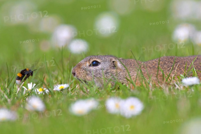 European ground squirrel
