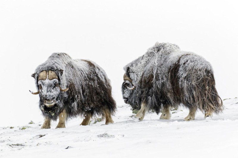 Muskox