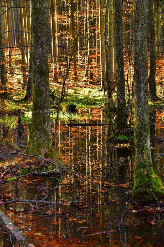 Autumn-coloured mixed forest reflected in a pond in the Westliche Waelder nature park Park near Ausgburg