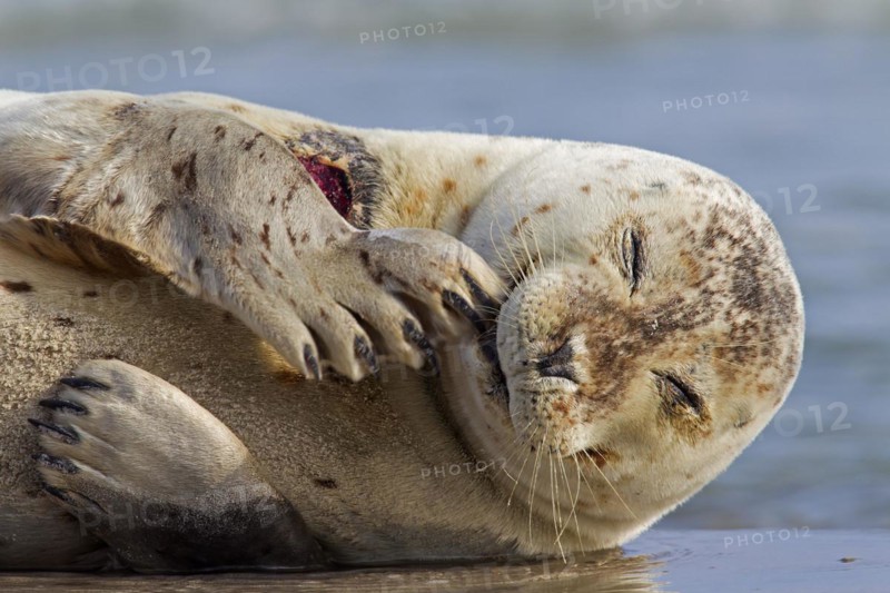 Injured Common seal