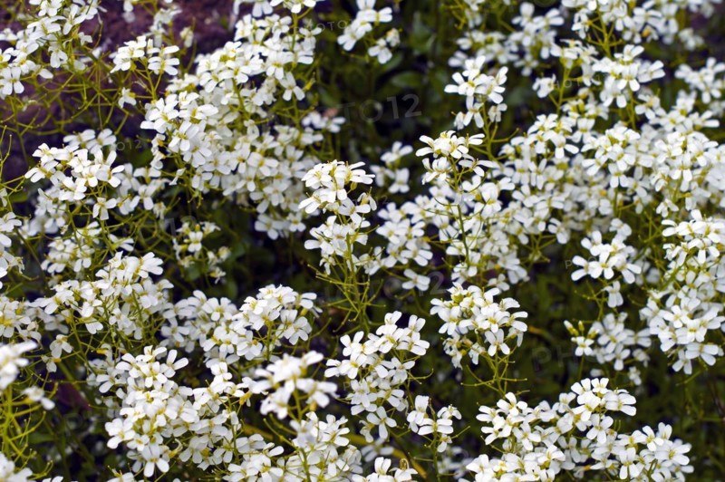 Garden rockcress