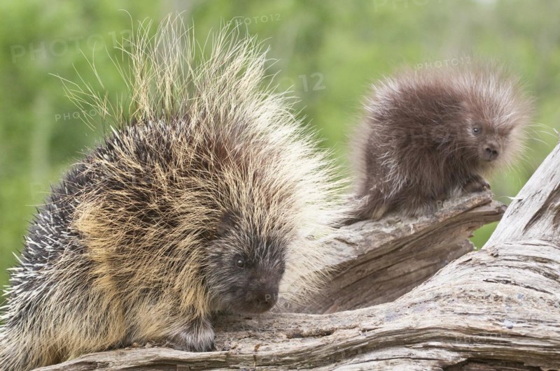 North American porcupine