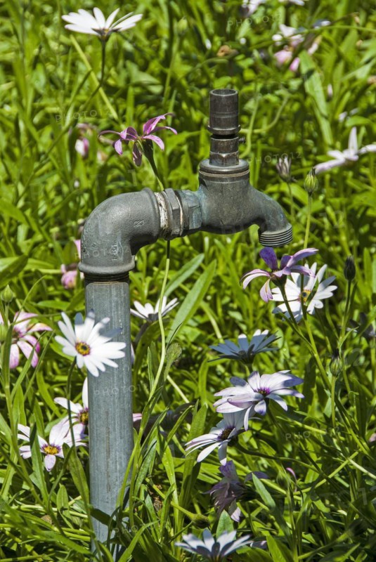A standpipe and tap amongst grass and flowers