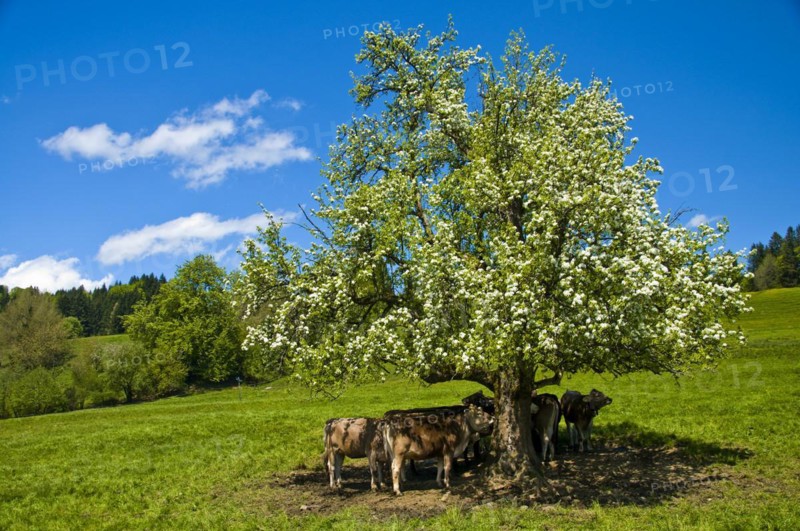 Young cattle on the Siedelalpe