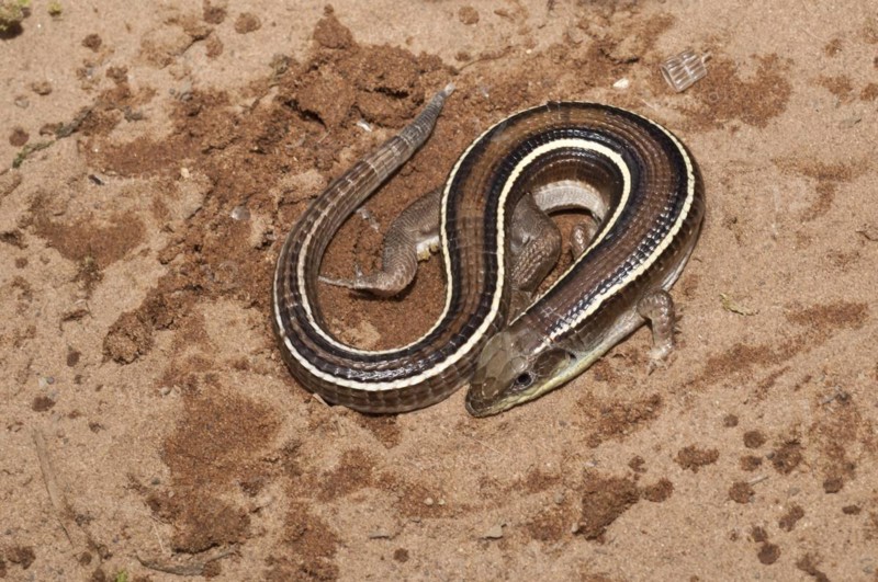 Yellow-striped plated lizard