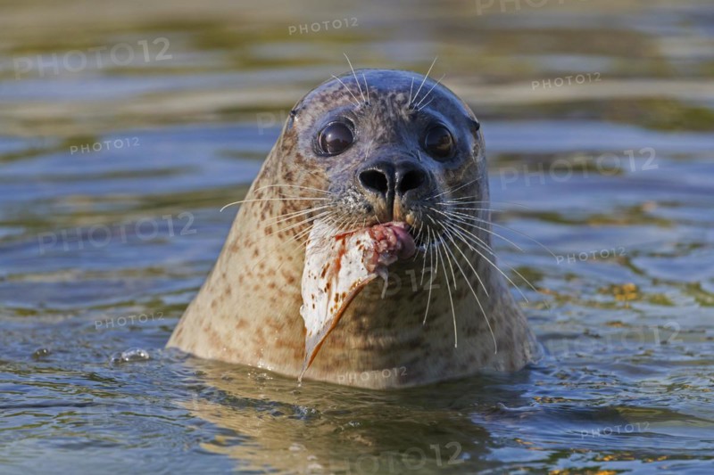 Close-up of common seal