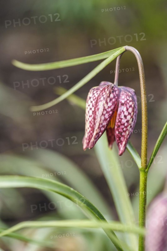 (Fritillaria meleagris), snakes head fritillary