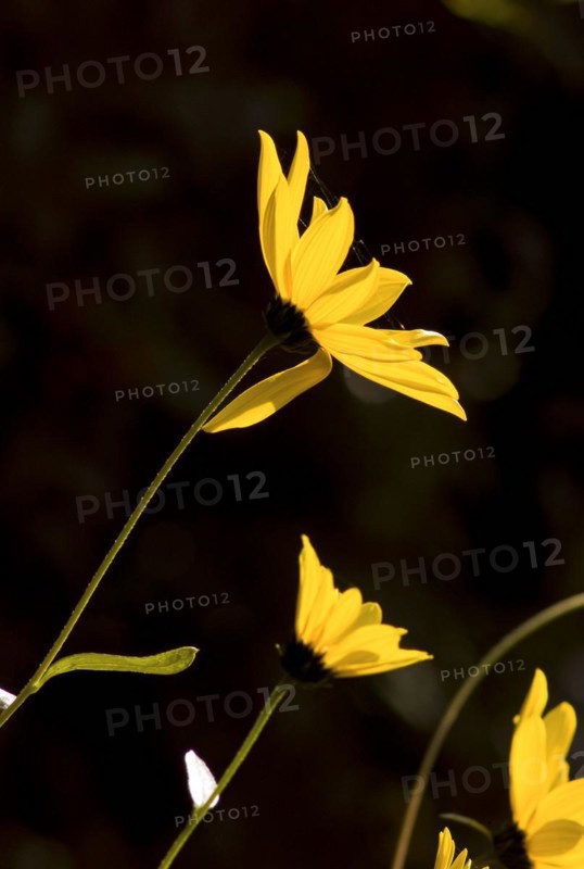 Yellow jerusalem artichoke