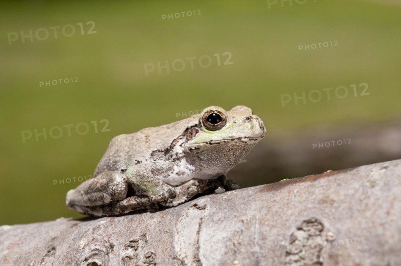 Eastern gray tree frog