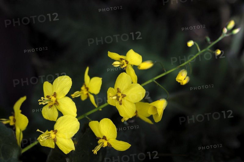 Epimedium perralchium fronleiten Barrenwort