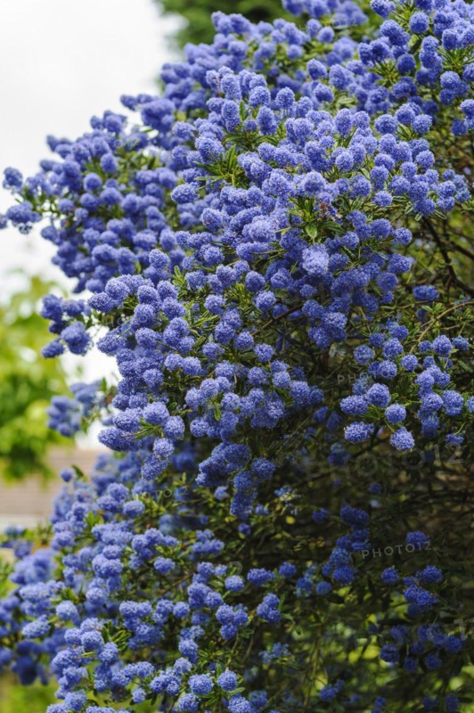 Ceanothus concha