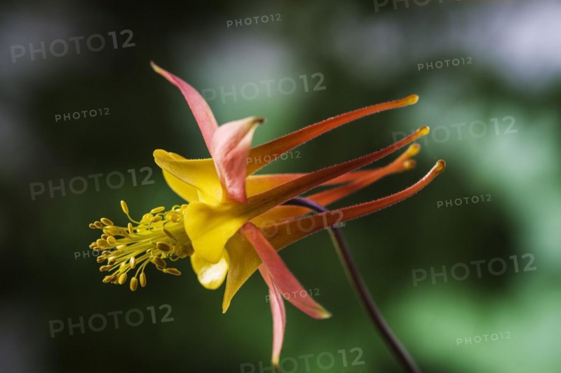 Aquilegia x hybrida