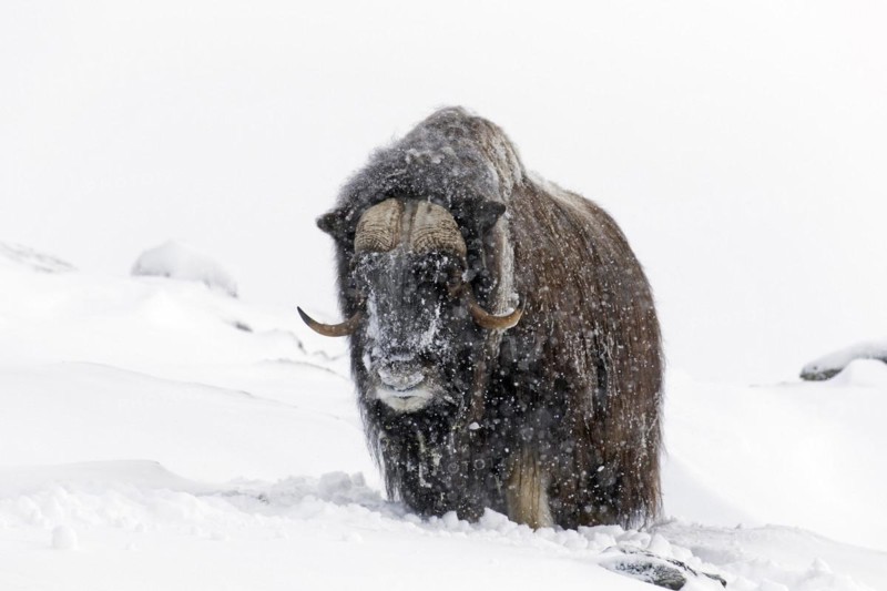 Muskox