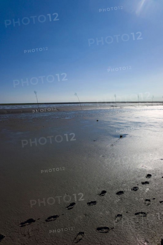 Footprints in the mudflats near Spieka Neufeld in the district of Cuxhaven