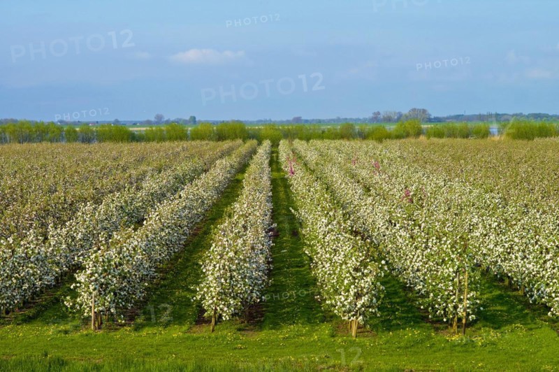 Apple trees in blossom in the Alte Land near Luehe Gruenendeich