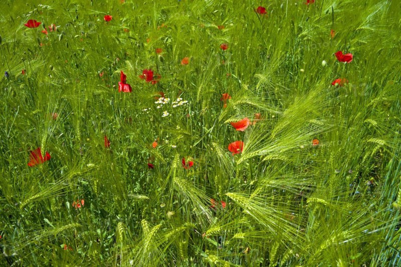 Poppies