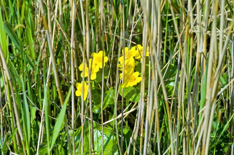 Marsh marigolds
