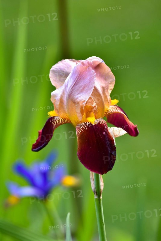 Bearded iris