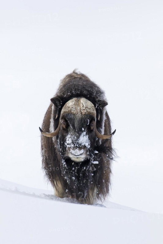Muskox
