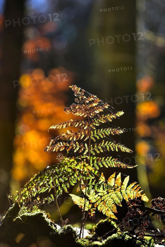 Autumn mood in the forest with ferns against the light
