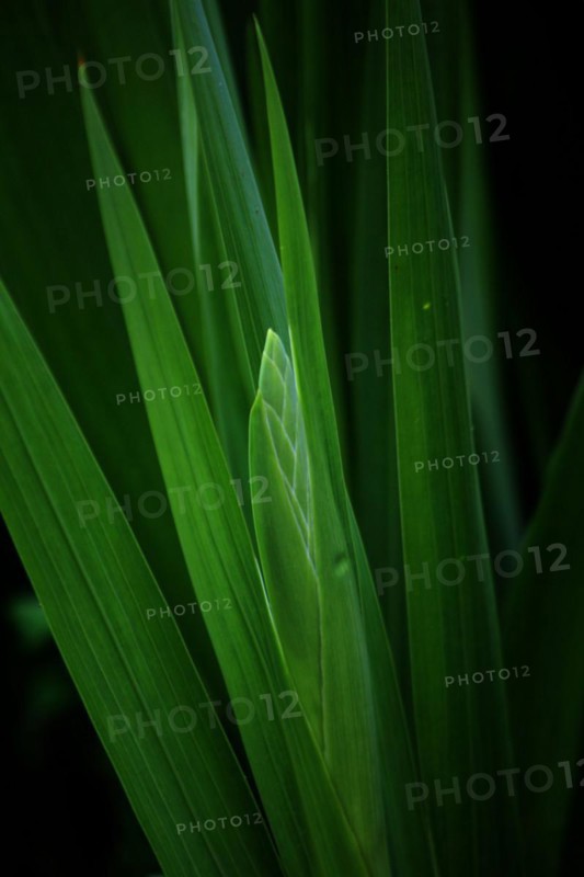 Leaves of a sword lily