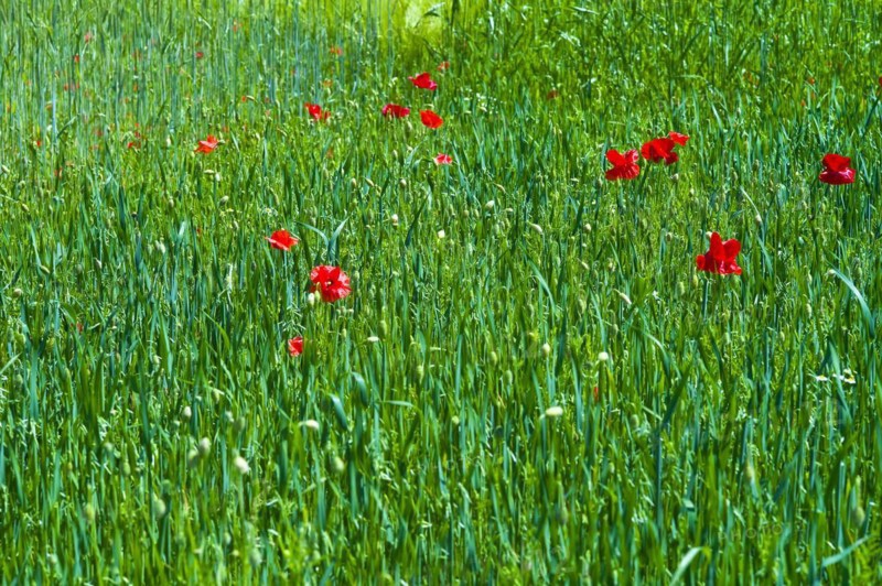 Poppies