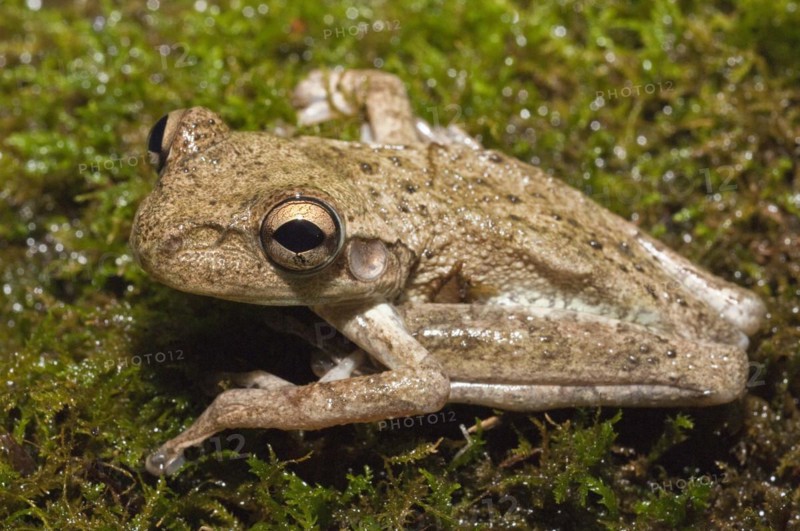 Cuban tree frog