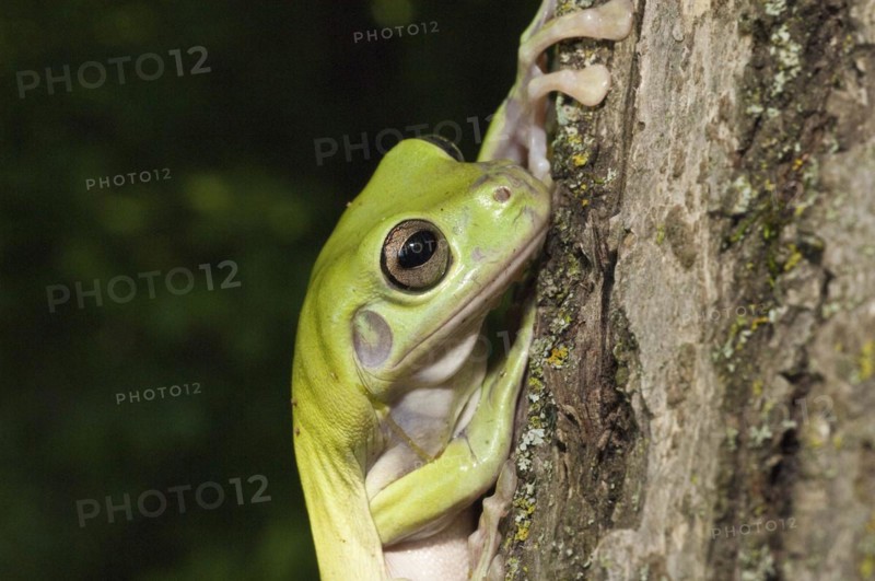 Whites Tree Frog