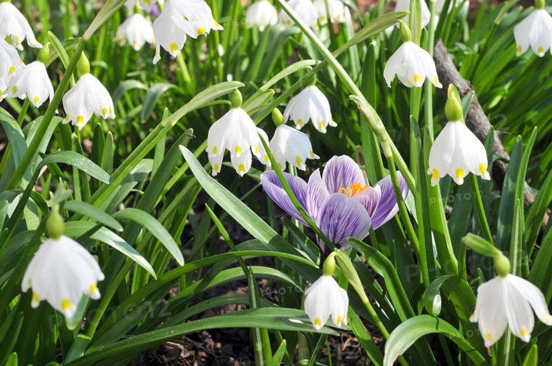 Single crocuses