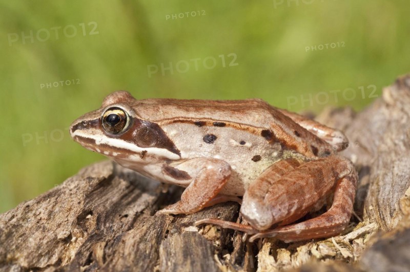 The wood frog