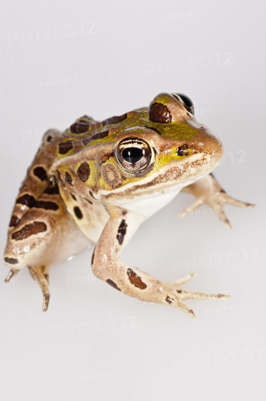 Northern leopard frog